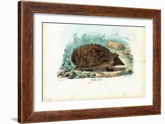 Hedgehog, 1863-79-Raimundo Petraroja-Framed Giclee Print