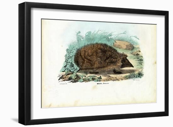 Hedgehog, 1863-79-Raimundo Petraroja-Framed Giclee Print