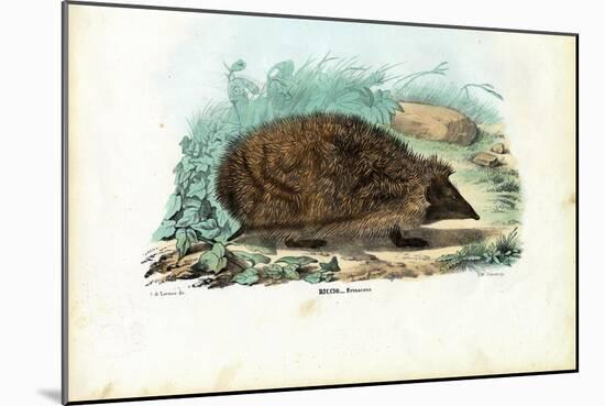 Hedgehog, 1863-79-Raimundo Petraroja-Mounted Giclee Print