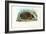 Hedgehog, 1863-79-Raimundo Petraroja-Framed Giclee Print