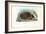 Hedgehog, 1863-79-Raimundo Petraroja-Framed Giclee Print