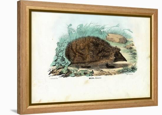 Hedgehog, 1863-79-Raimundo Petraroja-Framed Premier Image Canvas