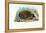 Hedgehog, 1863-79-Raimundo Petraroja-Framed Premier Image Canvas