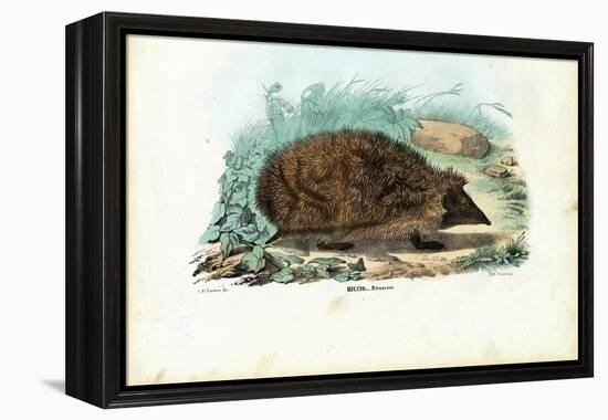 Hedgehog, 1863-79-Raimundo Petraroja-Framed Premier Image Canvas