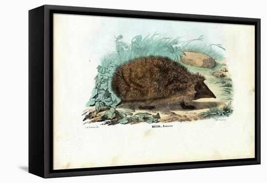 Hedgehog, 1863-79-Raimundo Petraroja-Framed Premier Image Canvas