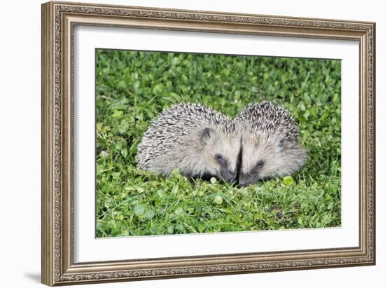 Hedgehog 2 Young Animals on Garden Lawn-null-Framed Photographic Print