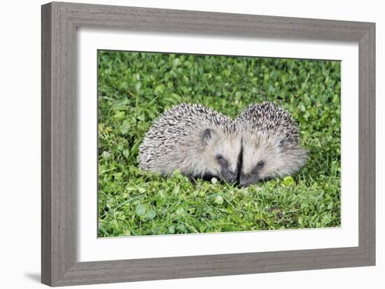 Hedgehog 2 Young Animals on Garden Lawn-null-Framed Photographic Print