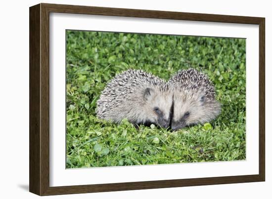 Hedgehog 2 Young Animals on Garden Lawn-null-Framed Photographic Print