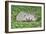 Hedgehog 2 Young Animals on Garden Lawn-null-Framed Photographic Print