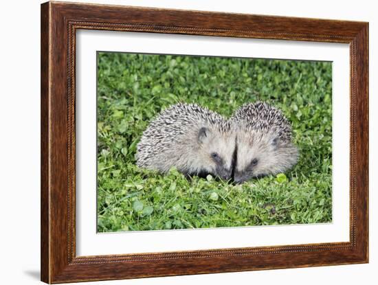 Hedgehog 2 Young Animals on Garden Lawn-null-Framed Photographic Print