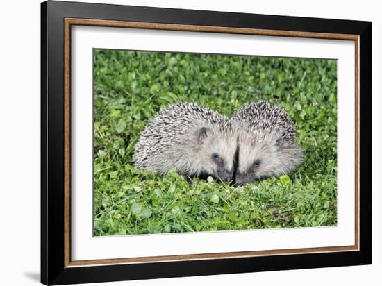 Hedgehog 2 Young Animals on Garden Lawn-null-Framed Photographic Print