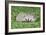 Hedgehog 2 Young Animals on Garden Lawn-null-Framed Photographic Print