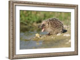 Hedgehog About To Feed On Snail (Erinaceus Europaeus) Germany-Dietmar Nill-Framed Photographic Print