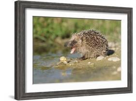 Hedgehog About To Feed On Snail (Erinaceus Europaeus) Germany-Dietmar Nill-Framed Photographic Print
