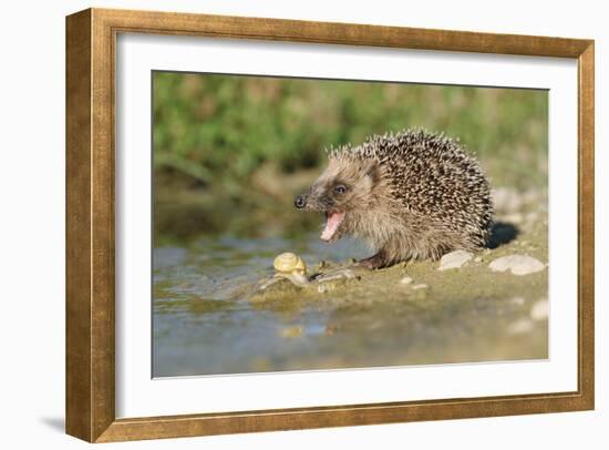 Hedgehog About To Feed On Snail (Erinaceus Europaeus) Germany-Dietmar Nill-Framed Photographic Print