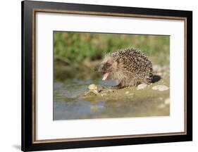 Hedgehog About To Feed On Snail (Erinaceus Europaeus) Germany-Dietmar Nill-Framed Photographic Print