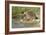 Hedgehog About To Feed On Snail (Erinaceus Europaeus) Germany-Dietmar Nill-Framed Photographic Print