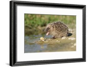 Hedgehog About To Feed On Snail (Erinaceus Europaeus) Germany-Dietmar Nill-Framed Photographic Print