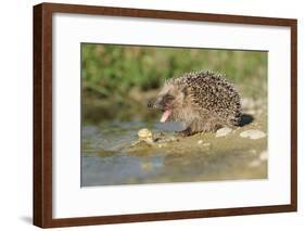 Hedgehog About To Feed On Snail (Erinaceus Europaeus) Germany-Dietmar Nill-Framed Photographic Print