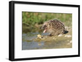 Hedgehog About To Feed On Snail (Erinaceus Europaeus) Germany-Dietmar Nill-Framed Photographic Print