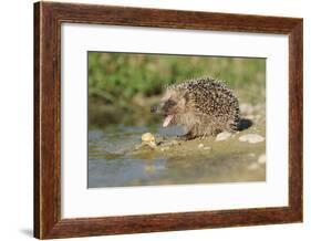 Hedgehog About To Feed On Snail (Erinaceus Europaeus) Germany-Dietmar Nill-Framed Photographic Print