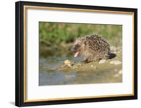 Hedgehog About To Feed On Snail (Erinaceus Europaeus) Germany-Dietmar Nill-Framed Photographic Print