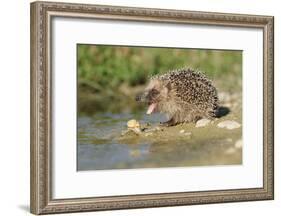 Hedgehog About To Feed On Snail (Erinaceus Europaeus) Germany-Dietmar Nill-Framed Photographic Print
