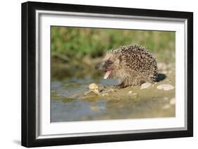 Hedgehog About To Feed On Snail (Erinaceus Europaeus) Germany-Dietmar Nill-Framed Photographic Print