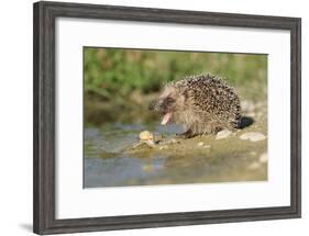 Hedgehog About To Feed On Snail (Erinaceus Europaeus) Germany-Dietmar Nill-Framed Photographic Print