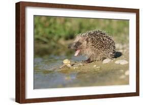 Hedgehog About To Feed On Snail (Erinaceus Europaeus) Germany-Dietmar Nill-Framed Photographic Print