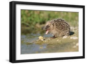 Hedgehog About To Feed On Snail (Erinaceus Europaeus) Germany-Dietmar Nill-Framed Photographic Print
