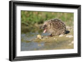 Hedgehog About To Feed On Snail (Erinaceus Europaeus) Germany-Dietmar Nill-Framed Photographic Print
