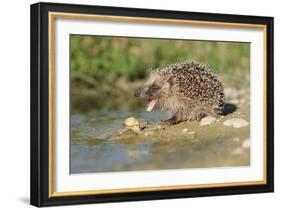 Hedgehog About To Feed On Snail (Erinaceus Europaeus) Germany-Dietmar Nill-Framed Photographic Print