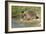 Hedgehog About To Feed On Snail (Erinaceus Europaeus) Germany-Dietmar Nill-Framed Photographic Print