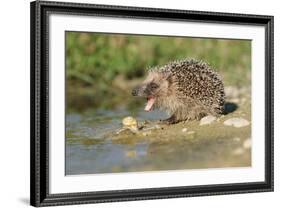 Hedgehog About To Feed On Snail (Erinaceus Europaeus) Germany-Dietmar Nill-Framed Photographic Print