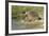 Hedgehog About To Feed On Snail (Erinaceus Europaeus) Germany-Dietmar Nill-Framed Photographic Print