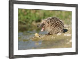 Hedgehog About To Feed On Snail (Erinaceus Europaeus) Germany-Dietmar Nill-Framed Photographic Print