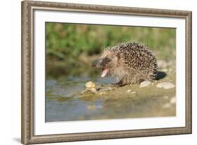 Hedgehog About To Feed On Snail (Erinaceus Europaeus) Germany-Dietmar Nill-Framed Photographic Print