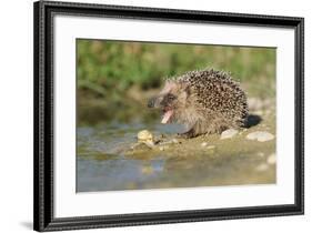 Hedgehog About To Feed On Snail (Erinaceus Europaeus) Germany-Dietmar Nill-Framed Photographic Print
