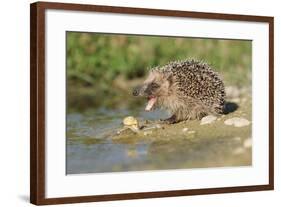 Hedgehog About To Feed On Snail (Erinaceus Europaeus) Germany-Dietmar Nill-Framed Photographic Print