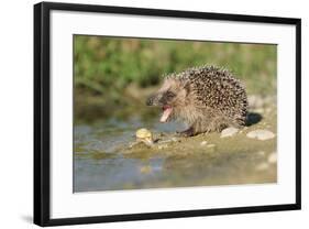Hedgehog About To Feed On Snail (Erinaceus Europaeus) Germany-Dietmar Nill-Framed Photographic Print