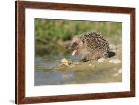 Hedgehog About To Feed On Snail (Erinaceus Europaeus) Germany-Dietmar Nill-Framed Photographic Print