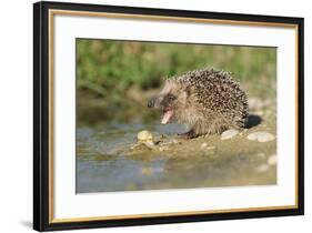 Hedgehog About To Feed On Snail (Erinaceus Europaeus) Germany-Dietmar Nill-Framed Photographic Print