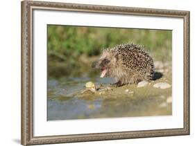 Hedgehog About To Feed On Snail (Erinaceus Europaeus) Germany-Dietmar Nill-Framed Photographic Print