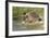 Hedgehog About To Feed On Snail (Erinaceus Europaeus) Germany-Dietmar Nill-Framed Photographic Print