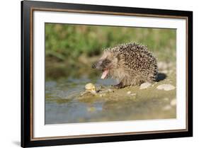 Hedgehog About To Feed On Snail (Erinaceus Europaeus) Germany-Dietmar Nill-Framed Photographic Print