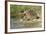 Hedgehog About To Feed On Snail (Erinaceus Europaeus) Germany-Dietmar Nill-Framed Photographic Print