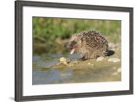 Hedgehog About To Feed On Snail (Erinaceus Europaeus) Germany-Dietmar Nill-Framed Photographic Print