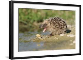 Hedgehog About To Feed On Snail (Erinaceus Europaeus) Germany-Dietmar Nill-Framed Photographic Print