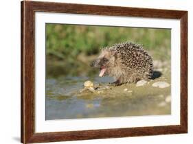 Hedgehog About To Feed On Snail (Erinaceus Europaeus) Germany-Dietmar Nill-Framed Photographic Print